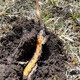 Fresh Cordyceps sinensis 2025 first-year Cordyceps authentic leader high-altitude gifts authentic fresh Cordyceps festival 1.2 grams/root or more 50 high-end gift boxes