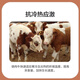 Zhengda Huadong 4 beef cattle premixed calf fattening cattle feed rapid fattening and weight gain without pulling the frame