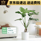 穆淳傲大型绿植龟背竹盆栽真 花卉盆栽商场开业1113米白色圆柱盆9892 老桩0.9-1.1米原盆(支持选货)
