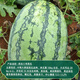 Dayu lazy man watermelon seed seedlings are extra large and suitable for early-maturing lazy people in the south 8424 Kirin melon Meidu seedless fruits and vegetables Xinong No. 8 watermelon seeds 50g about 500 grains