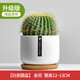 Cactus potted cactus, Wan Zhong Mountain, succulent flowers and green plants, easy to maintain and easy to live, desktop decorations in the office, 1 small original pot of original soil (Wan Zhong Mountain). If you have pot soil at home, you can buy it. Contains a pot.