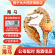 格宁大海马干货中药材配对泡酒煲汤料包小海马批发CN 【公母配对】三斑海马一对约2克