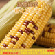 Fresh yellow waxy corn vacuum-packed instant corn soft and waxy sweet meal replacement 140g-180g 6 pieces