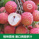 荔枝树苗桂味肉脆甜糯米糍荔枝多肉软滑带土带叶东莞14年老店 5年半苗桂味659 15cm以下