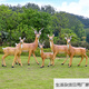 Bizhuo outdoor fiberglass simulation animal Tibetan antelope ornaments garden landscape sculpture park community lawn pasture decoration combination 1