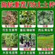 Soil-borne disease bactericide, agricultural soil fungicide, anti-repeat root rot, dead seedlings and root rot, 10 packs 500g*10