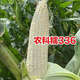 Nongkeyu Nongkenuo 336 waxy corn seeds, high yield, early maturity, spring sowing, sweet and waxy, good taste, white waxy corn Nongkenuo 336, original 200g, 2 bags