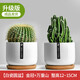 Cactus potted cactus, Wan Zhong Mountain, succulent flowers and green plants, easy to maintain and easy to live, desktop decorations in the office, 1 small original pot of original soil (Wan Zhong Mountain). If you have pot soil at home, you can buy it. Contains a pot.