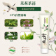 两面针（LMZ）四味针火 强健护龈牙膏 缓解牙龈问题 清新口气 4支440g礼盒装