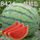 8424 Kirin small-seeded watermelon seeds, seedless, extra large, high-yielding, giant sweet king, southern four-season vegetable and fruit seeds. 8424 watermelon seeds/pack, about 50 pieces, 3 packs