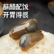 Sennongle Snail Emperor Yellow Snail Instant Canned Drunken Snail Fresh Extra Large Raw Pickled Wild Sand-Free Ningbo Zhoushan Specialty Large Particles Zhoushan Authentic Original Flavor 300g Net Weight