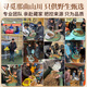 Dongzai [Narqu, Тибет] Wild Cordyceps Sinensis Высокая высокая высота дикая кордицепс Sinensis Тоническая подарочная коробка для старейшин [Narqu, Тибет] Небольшая сломанная трава-самоуправление 10 грамм (подарочная коробка)
