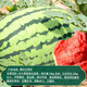 Dayu Lazy Man Watermelon Seed Seedlings Extra Large Suitable for Early Maturing Lazy People in the South 8424 Kirin Melon Meidu Seedless Fruits and Vegetables Lazy Man King Watermelon Seeds 20 capsules about 8-10kg