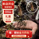 观采归西藏那曲野生冬虫夏草鲜虫草补品送长辈老年人营养礼盒礼品实用 野生头茬鲜草约1.0g/根 30根