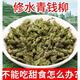 Beijing Tongrentang 500g Qingqian Liu Tea Special Grade Wild Ancient Tree Tender Sweetless Health Tea Gold Liu Suining Qingqian Liu Tea [Try it first and buy it] Qingqian Liu 10g