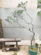 Island Spring Blume Grouper Island Gardenia Island Stein Maple Island Spring Blume 1098 ist etwa 1,5 Meter hoch und enthält keine Töpfe