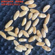 High-sugar, sweet Jinsha honey cantaloupe seeds, genuine Xinjiang reticulated melon high-yielding spring early-maturing fruit seeds, Xinjiang Jinsha cantaloupe seeds, about 50 capsules