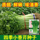 
Four Seasons Small Celery Seeds Crispy and Tender Celery Seeds Four Seasons Vegetable Seeds Potted Seeds Original [Four Seasons Quick-growing Small Celery Seeds] Selected Grain [Buy 14999 Get 14988 Pieces]