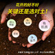 Flower nutrition soil flower mud for flower cultivation soil orchid soil planting soil coconut brick rose rose gardenia special fertilizer nutrient soil 5Jin Jin equals 0.5 kg special for flowers