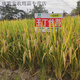Nationally approved super-stable yield rice seeds, new products from the Academy of Agricultural Sciences, disease-resistant and lodging-resistant rice seeds, high temperature resistant, long-grain original jade 4Jin Jin equals 0.5kg, soft and delicious rice