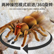 Genius Beibei (tianibebei) Grande télécommande araignée luxueuse réelle modèle pour enfants Pénérale électronique Prank effrayant jouet électrique Gift Crawling Gift Induction Spider-Brown 9902B + Tournevis Norme officielle Standard