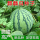 Tianfen 8424 Kirin small-seeded watermelon seeds, seedless, extra large, high-yielding, giant sweet king, southern four-season vegetable and fruit seeds, Kirin Prince watermelon selection 50 capsules/1 pack + chemical fertilizer