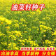 Spring and Autumn Golden Oil 999 Rapeseed Seed Certified High Yield Oil King Oil Pure Short Stem Early Mature Black Seed Resistant to Cold and Drought Resistant Golden Oil 999 Rapeseed Seed 5 cans about 500g