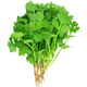 Four-season large-leaf coriander seeds, balcony potted coriander, four-season easy-to-grow vegetable seeds in farm fields, four-season large-leaf coriander seeds packed randomly & four-season fast-growing coriander seeds 1 pack, about 900 seeds, free fertilizer