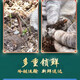Fresh Cordyceps sinensis 2025 first-year Cordyceps authentic leader high-altitude gifts authentic fresh Cordyceps festival 1.2 grams/root or more 50 high-end gift boxes