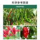 Kevohua pepper blight clearing compound microbial agent for pepper special bacterium clearing one bacterium clearing disease special medicine 30g * 1 bag blight clearing agricultural fungicide tomato