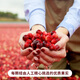 
Youxianpei Chile imported dried cranberries 1049g original flavored candied fruits baking ingredients and snacks