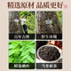 协和京品青钱柳叶茶降水压低脂低糖高血压搭绞股蓝罗布麻养生茶 青钱柳三盒装【糖友力荐】