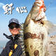 
Blue Sailfish Pet Fan Promotion Ambition Lightweight Fishing Rod Ambition Mandarin Fish Rod Luya Insect Rod C682MH Two Sections