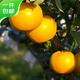 Jingxiansheng Shandong Yantai Laiyang Qiuyue Pear Net weight 4.5Jin Jin equals 0.5kg Single fruit 350g+ Fresh fruit Straight from the source