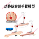 Arteriovenous puncture and infusion arm model with indwelling needle for nurses to practice needle insertion and intramuscular injection S short arm + cloth bag