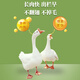 Meat goose fattening goose feed additive egg laying goose goose premix rapid fattening additive goose fattening *5 barrels buy 5 barrels get 1 barrel free as low as 225/barrel