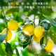 Manlife lemon tree special fertilizer potted nutrient soil improves the problem of yellow leaves defoliation and allows the tree to thrive 2.5kg ceramsite colored small ceramsite 5-6mm package