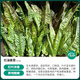 Shouhe lettuce seeds purple and easy to sow on the family balcony in spring and winter sowing vegetables for four seasons in Guangdong fields Shouhe red lettuce seeds 50g original