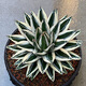 
Zhu Yuanwai Plants and Iceberg Agave Agave Agave One-Photos, Premium White-covered Lunto Succulent Pot Plants 9928 Size Comparison of 10cm Pots, Naked Roots Without Soil