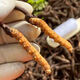 Fresh Cordyceps sinensis 2025 first-year Cordyceps authentic leader high-altitude gifts authentic fresh Cordyceps festival 1.2 grams/root or more 50 high-end gift boxes