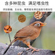 Kaiyuan (KO) special bird food for thrushes, singing probiotics nutritional feed, natural bird food, full price thrush food 1kg (flying)