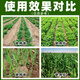 30% Polybutrazole Methionium Growth Regulator Wheat Peanut Growth Regulator Peach Tree Control Slightly Paclobutrazol 500g*1 Bottle Limited Time Sale
