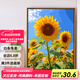 Jingzuo (Jingzuo) Sunflower Digital Huile Peinture DIY Coloriage peinture salon suspendu peinture décorative peinture à l'huile peinte à la main