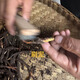 Naqu Zhifa 2025 Tibet Naqu High Altitude Authentic Wild First Fresh Cordyceps sinensis One-for-one pays 10 points/gram Wild Naqu Hay 20g Pack