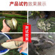 Fishing wine rice, wine rice, red worm wine, rice base nest material, wild fishing nest material, commonly used wine rice wine, crucian carp, red worm wine, rice nest material (5 Jin Jin is equal to 0.5 kg barrel) plus fish attractant