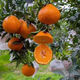 Authentic Sichuan Chunjian Raking Mandarin Seeds Fruit Tree Papa Mandarin Southern Ugly Orange Seeds Planted in the North and South Raking Mandarin Seeds Five Packs of About 50 Tablets