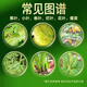 沪联植保沪联一喷绿含氨基酸水溶肥果树蔬菜园林黄叶卷叶快绿叶靓叶叶面肥