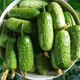 Mini fruit cucumber seeds, heat-resistant and high-yield, spring and summer small cucumber seeds, four-season balcony potted vegetable seeds, emerald dry cucumber 10g original