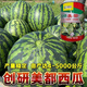 Store hot selling Chuangyan Meidu watermelon seeds with thin skin and few seeds, large fruit Kirin Sweet King seeds early maturing canned Chuangyan Meidu Kirin watermelon seeds base original delivery 1 can of about 800 seeds directly supplied from the base