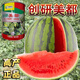 Store hot selling Chuangyan Meidu watermelon seeds with thin skin and few seeds, large fruit Kirin Sweet King seeds early maturing canned Chuangyan Meidu Kirin watermelon seeds base original delivery 1 can of about 800 seeds directly supplied from the base